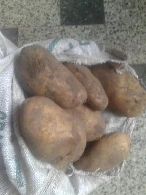 Bolsas de Papas Primera Colidad