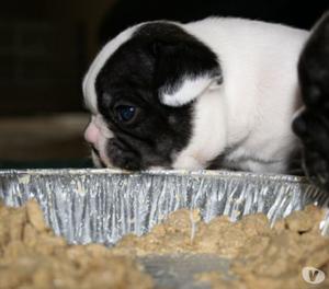 Impresionantes Cachorros Bulldog frances