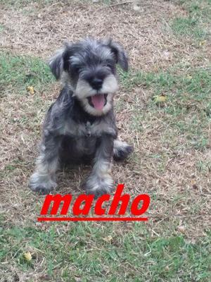 cachorros schnauzer mini