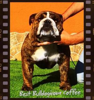 Bulldog Ingles Importado para Servicio