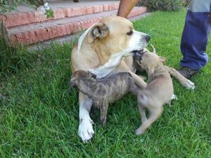 Cachorros American Stanford