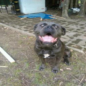 Hembra cane corso, busca servicio de monta