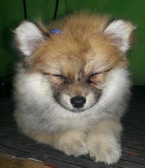 Pomerania cachorro macho