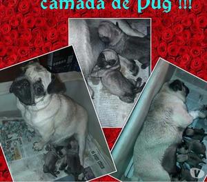 Pug en venta