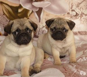 hermosos cachorros Pug