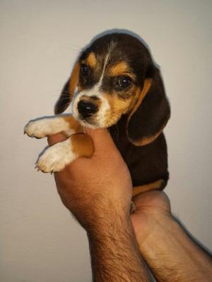 Cachorros Beagles Tricolor. 13. Hermosos