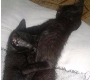 Gatos Color Negro buscan Dueños