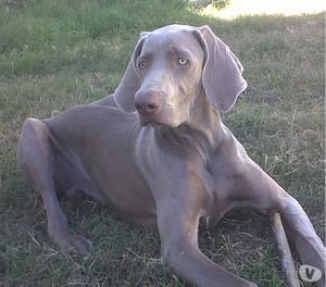 Servicio de monta. Exelente Weimaraner