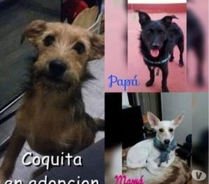 TRES CACHORROS HERMOSOS PARA ADOPTAR