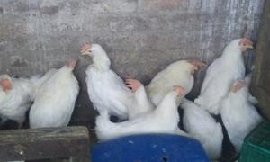 Vendo Gallinas Blancas De Postura Ponedoras..