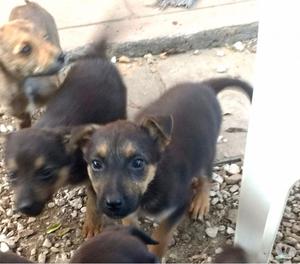 Cachorros cruza de ovejero en adopción responsable