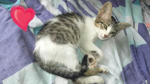 Gatita En Adopcion Responsable.