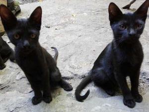 Gatitos Negros En Adopción.