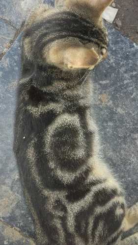 Gato Bengal Marmolado