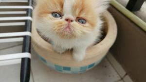 Gatos Persas Gatitos Cariñosos Extremos