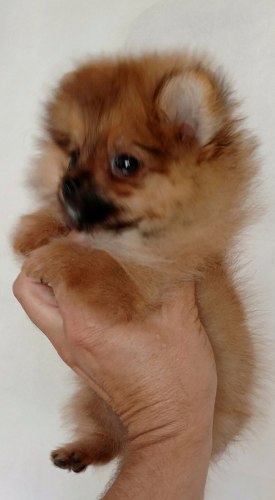 Cachorro Pomerania Para Mascota