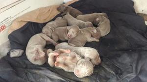 Cachorros Bracos De Weimaraner