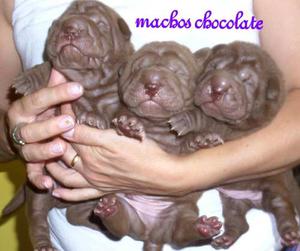 Cachorros Sharpei Con Fca