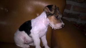 Fox Terrier Wire Hembra