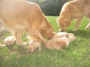 Golden Cachorros