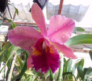 Vendo orquídea