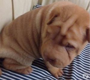 Vendo cachorros Shar Pei