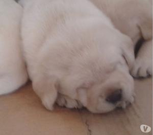 Labradores retriever