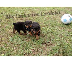 ROTTWEILER HEMBRITAS!!! EXCELENTES!! SI ENVIOS