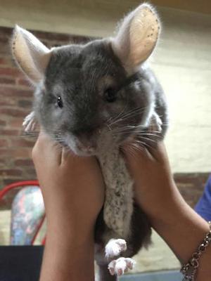 Chinchillas Macho