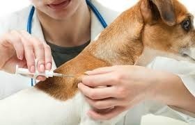 Microchip Para Perros Fca Senasa Identificacion De Animales