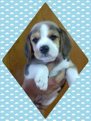 Cachorros Beagles Hermosos!!!! Hoy Efec