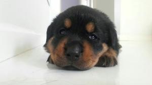 Cachorros Rottweiler Entrega Ya!! La Ultima Hembrita