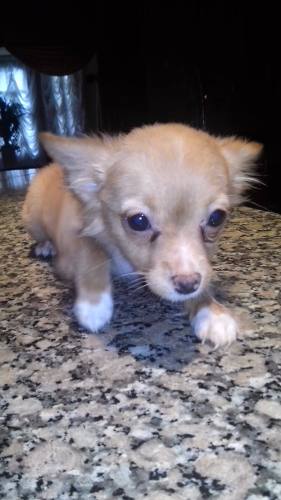 Chihuahua Hembra Pelo Largo