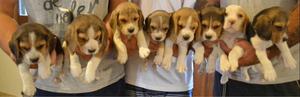 Vendo Cachorros De Beagle Hermosos