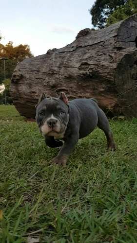 American Bully