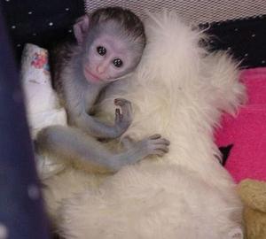 Bebe Monos Capuchinos Para La Adopcion