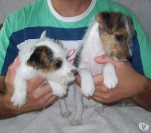 Cachorros Fox Terrier Wire, excelentes vacunados y desparasi