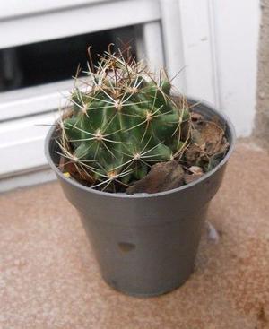 Cactus thelocactus setispinus en maceta 6