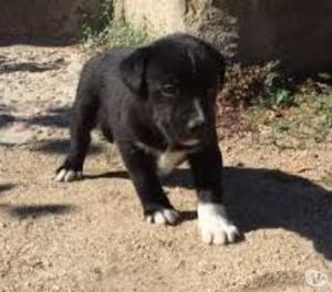 Cachorros cruza de border collie desparasitados en adopcion