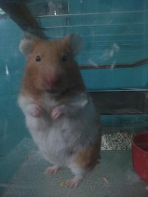 Hamsters Sirios! Hermosos!!