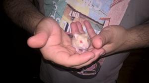Hamsters Topos Rusos