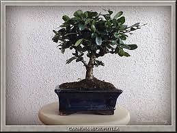 Semillas Arboles Bonsai Cotoneaster (COTONEASTER DIELSIANA)