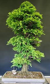 Semillas Arboles Bonsai Criptomeria, Sugi (CRYPTOMERIA