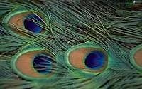 plumas de pavo real con ojos