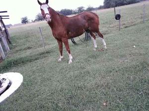 Caballo Overo Colorado