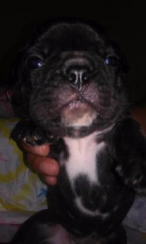 Cachorros Bulldog Frances,,,machitos Con Fca