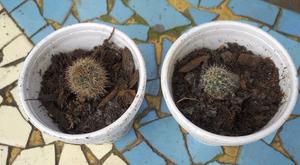 Cactus Echinopsis Oxygona En Maceta Telgopor