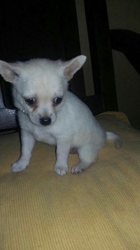 Chihuahua Hembrita Cachorra Vacunada Y Desparasitada