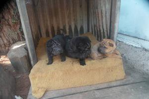 Hermosos Shar Pei