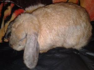 Coneja De Raza Holland Lop, Para Mascota